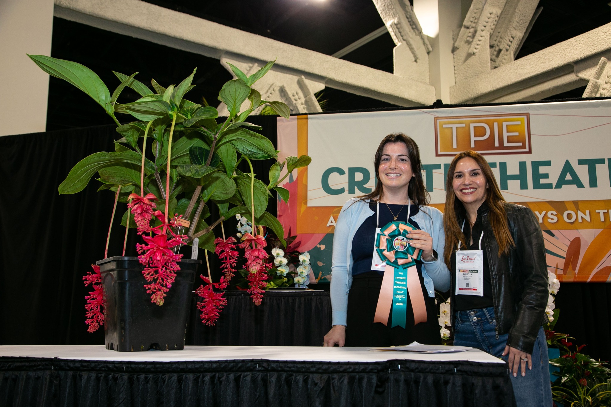 Medinilla magnifica (P) Royal Intenz